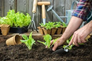 Gardening Services in Pune